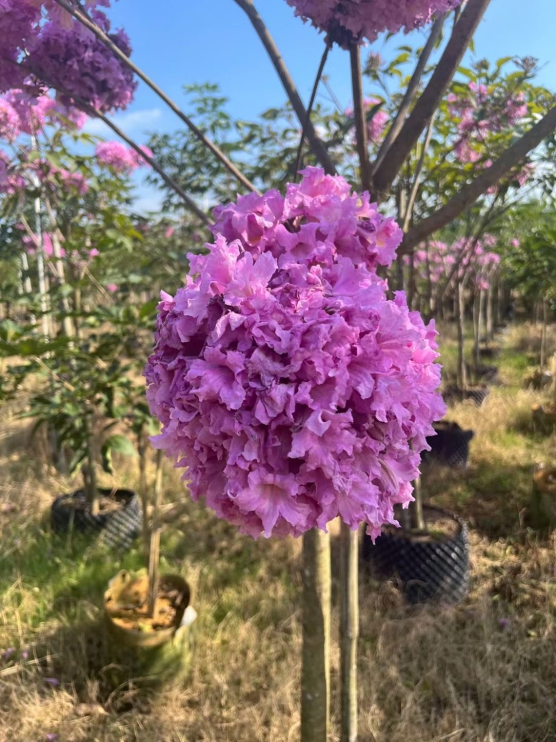 紫花风铃木