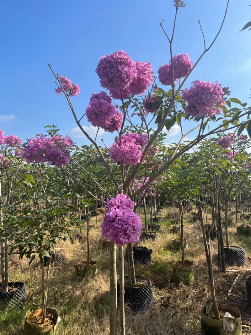 紫花风铃木