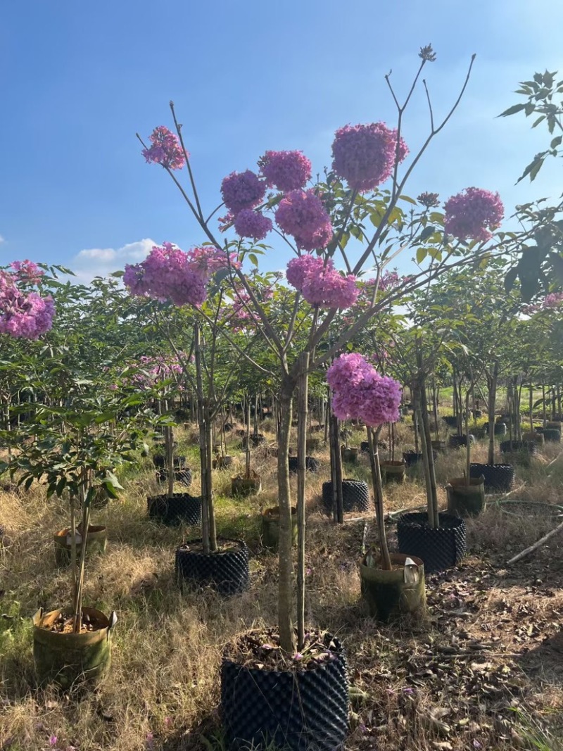 紫花风铃木