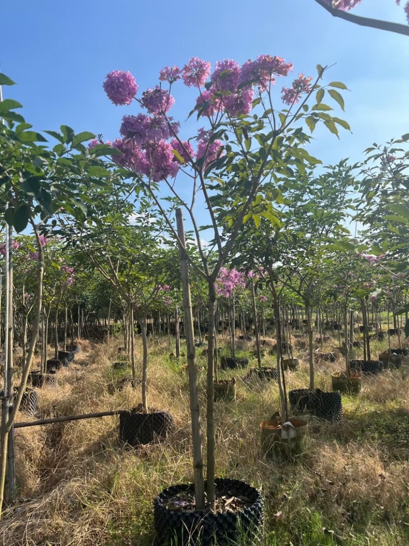 紫花风铃木