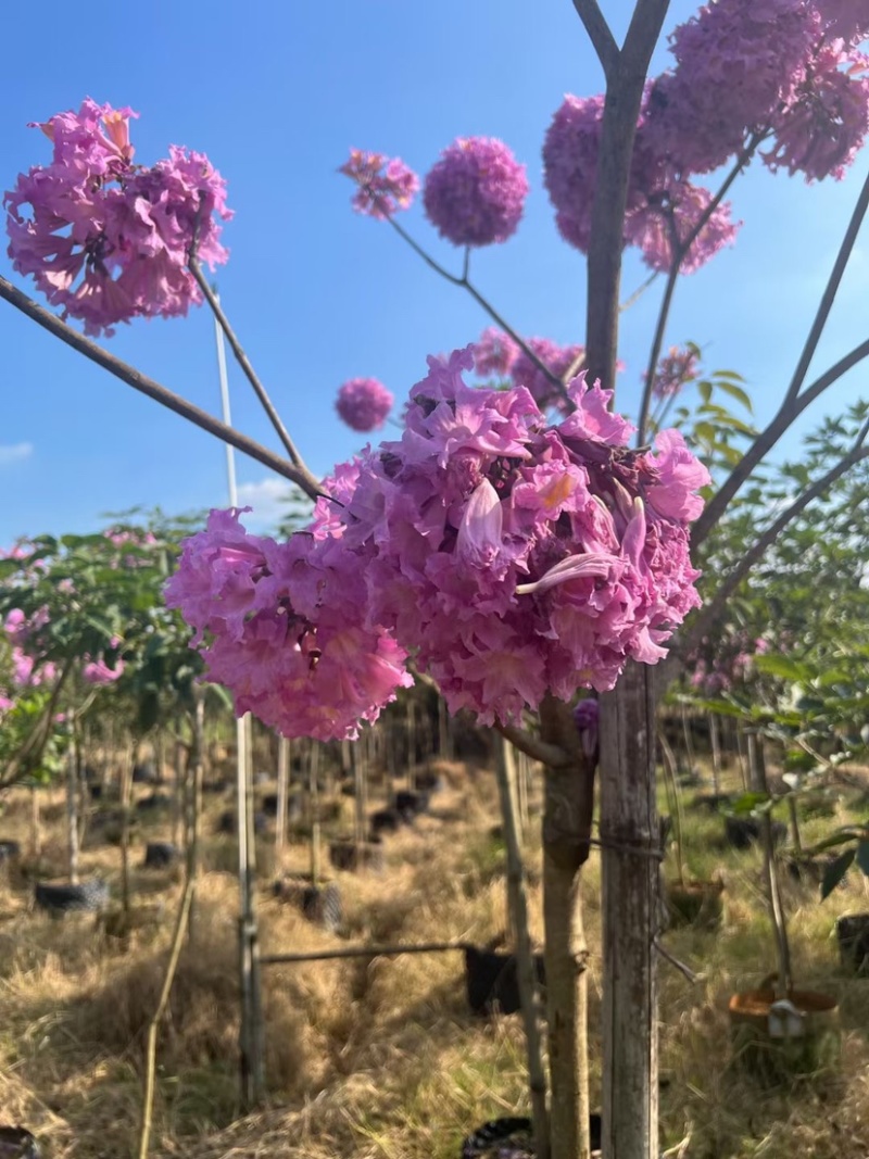 紫花风铃木