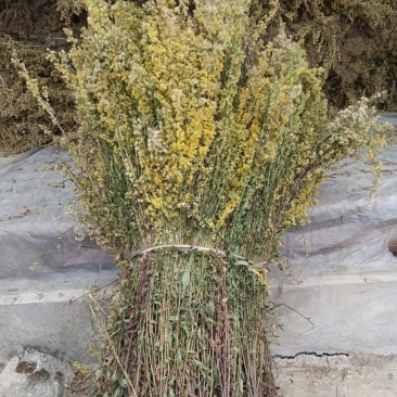 一枝黄花贵州野生货新货细杆多花有大货