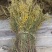 一枝黄花贵州野生货新货细杆多花有大货