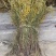 一枝黄花贵州野生货新货细杆多花有大货
