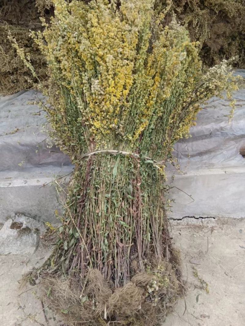 一枝黄花贵州野生货新货细杆多花有大货