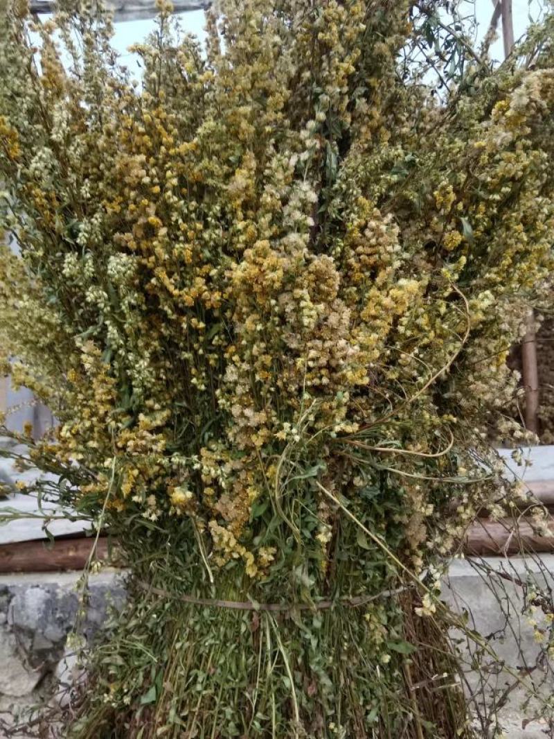 一枝黄花贵州野生货新货细杆多花有大货