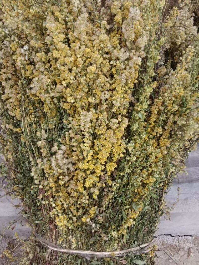 一枝黄花贵州野生货新货细杆多花有大货