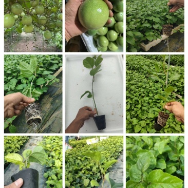 钦蜜9号百香果苗