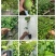 钦蜜9号百香果苗