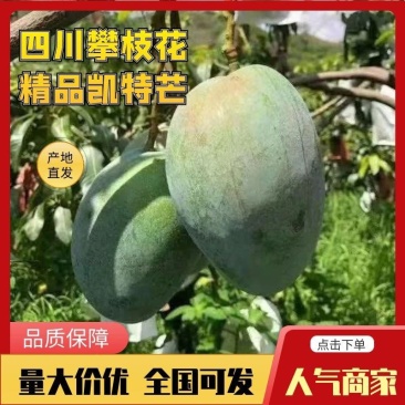 【畅销】攀枝花爆甜凯特芒7年实力供货诚信商家一手货源
