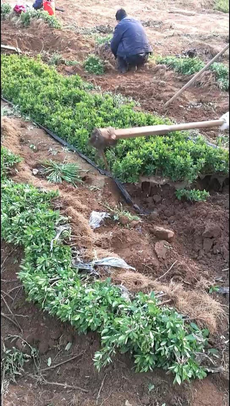 金银花苗
