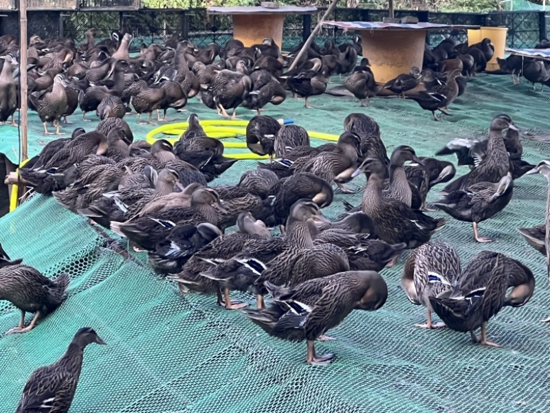 广东水鸭母野鸭土鸭绿头鸭养殖场直销全国可发货