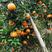精品爱媛橙产地直供大量上市货源充足品质保证全国发货