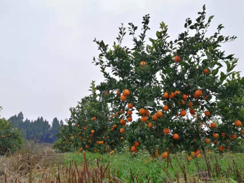 四川塔罗科血橙八号晚熟血橙已经成熟，甜度好，血丝足
