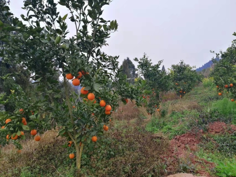 四川塔罗科血橙八号晚熟血橙已经成熟，甜度好，血丝足