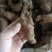 土茯苓本地中土，一两至三两。粉质白肉