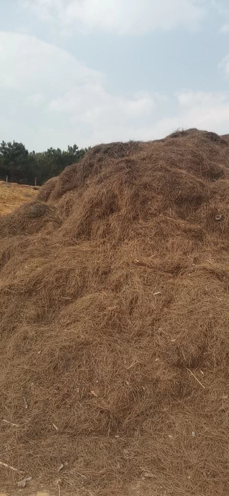 松毛，种植用松毛松叶松针，大量供应