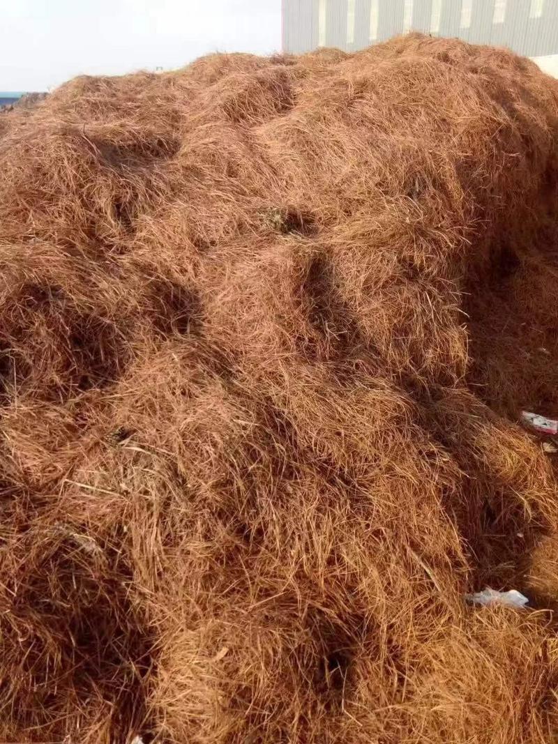 松毛，种植用松毛松叶松针，大量供应