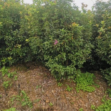 【丛生四季桂】浙江绿化苗基地/规格多样/量大丛优