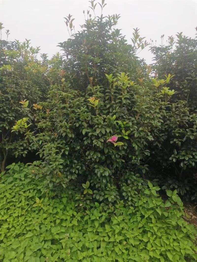 【丛生四季桂】浙江绿化苗基地/规格多样/量大丛优