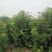 【丛生四季桂】浙江绿化苗基地/规格多样/量大丛优