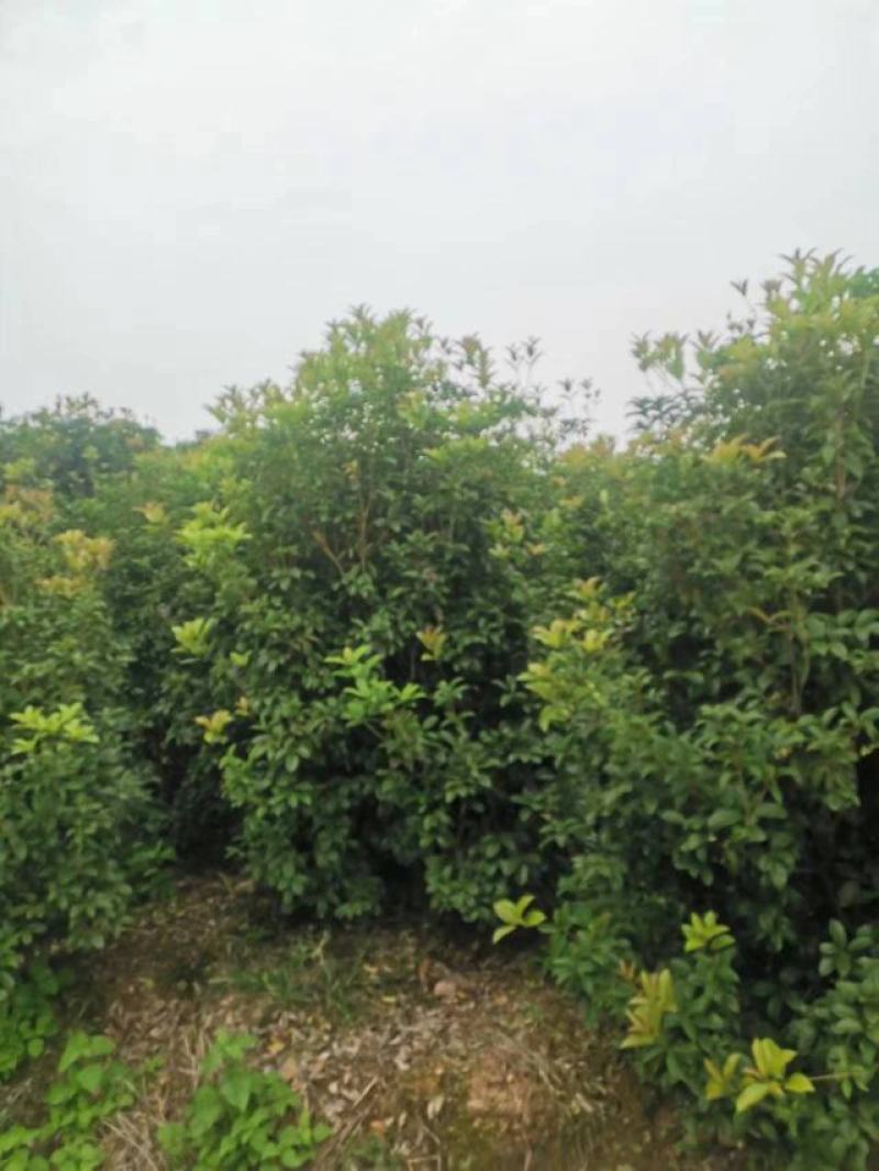 【丛生四季桂】浙江绿化苗基地/规格多样/量大丛优