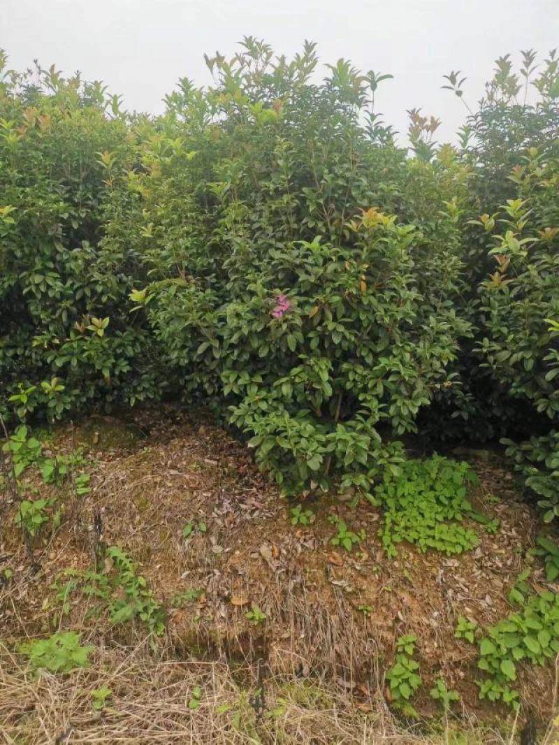【丛生四季桂】浙江绿化苗基地/规格多样/量大丛优