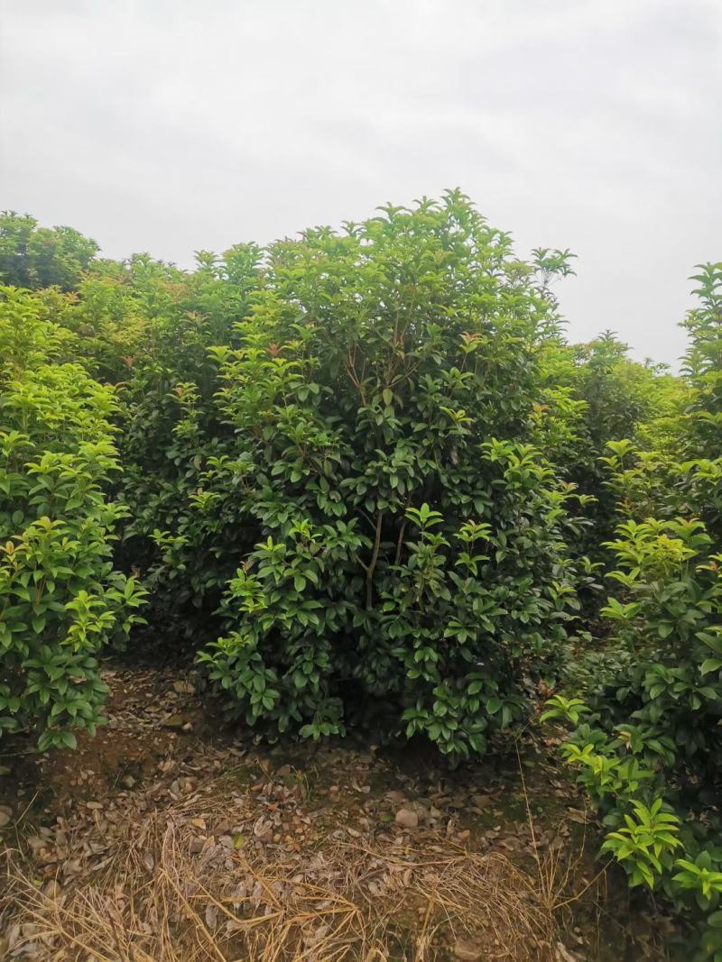 【丛生四季桂】浙江绿化苗基地/规格多样/量大丛优