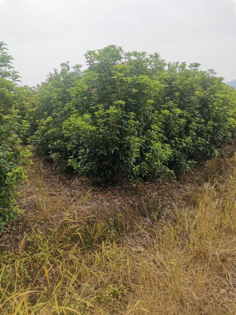 【丛生四季桂】浙江绿化苗基地/规格多样/量大丛优