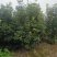【丛生四季桂】浙江绿化苗基地/规格多样/量大丛优