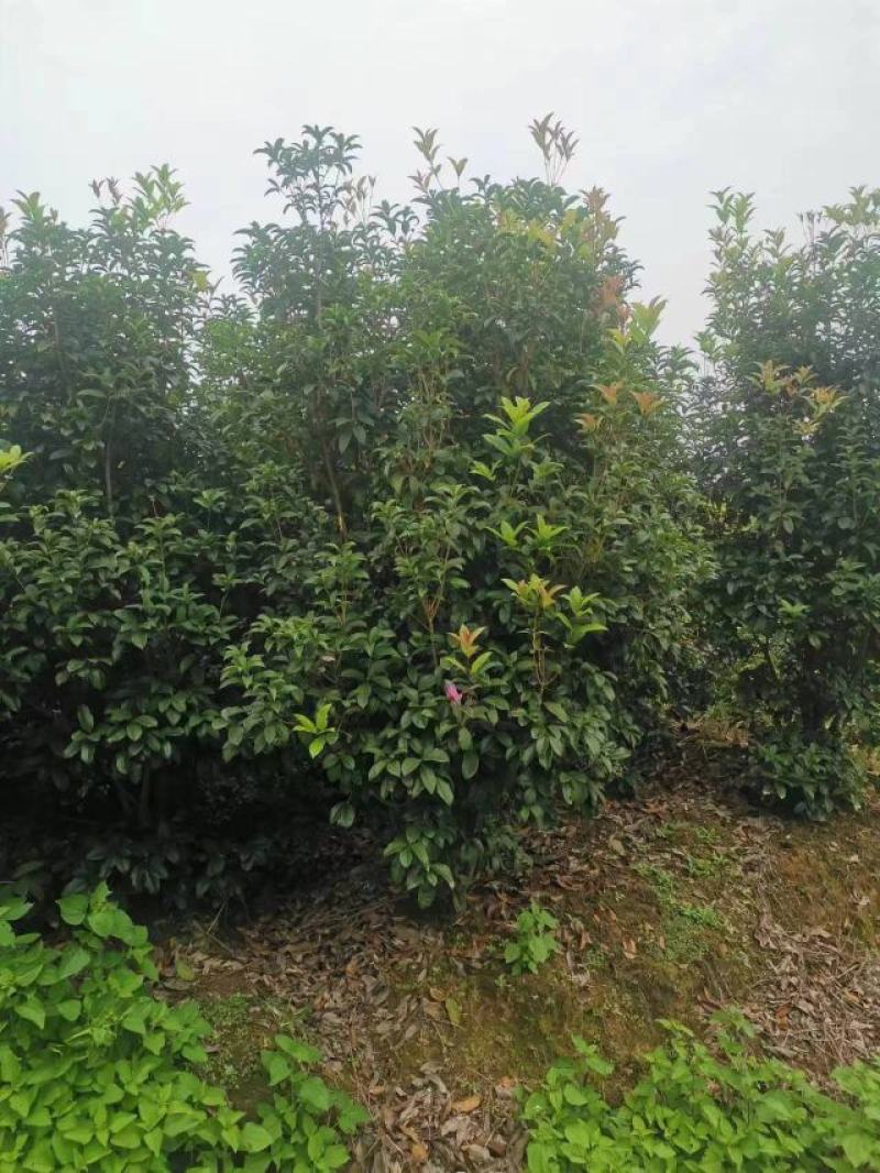 【丛生四季桂】浙江绿化苗基地/规格多样/量大丛优