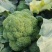【荐】新野县西蓝花，大量上市，一手货源，可供商超市场
