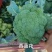 【荐】新野县西蓝花，大量上市，一手货源，可供商超市场