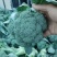 【荐】新野县西蓝花，大量上市，一手货源，可供商超市场