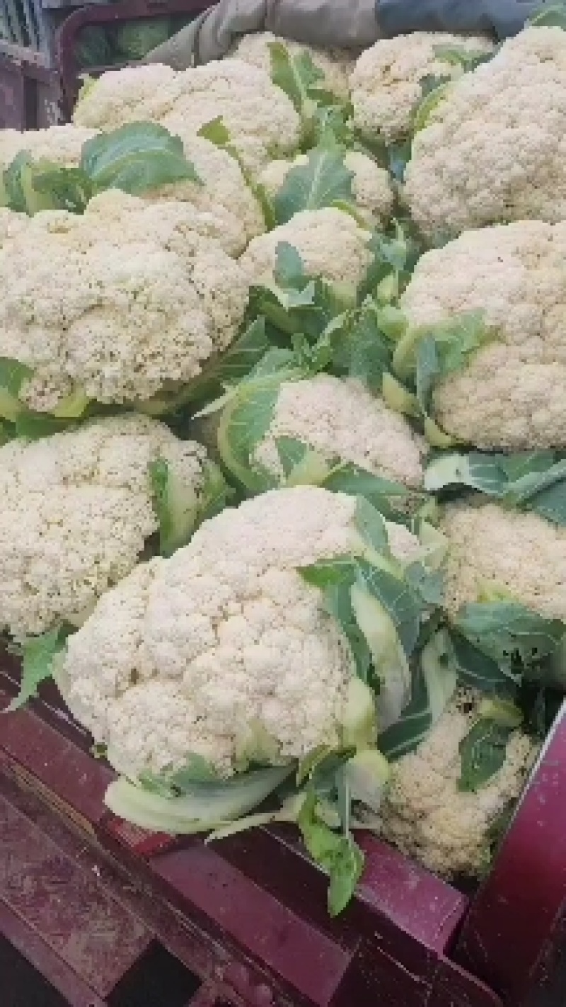 河南精品有机花菜，大量上市，可供商超电商，需要