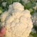 河南精品有机花菜，大量上市，可供商超电商，需要
