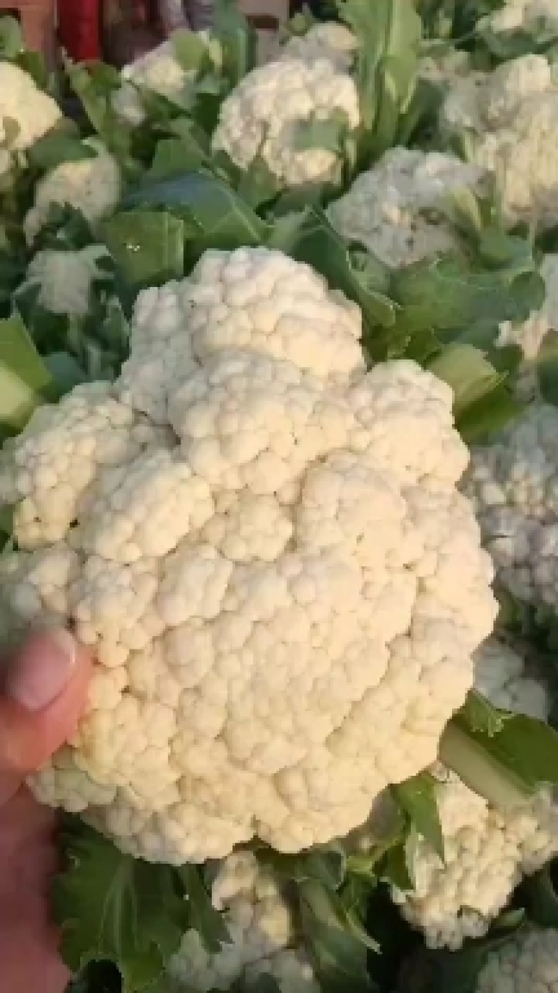 河南精品有机花菜，大量上市，可供商超电商，需要