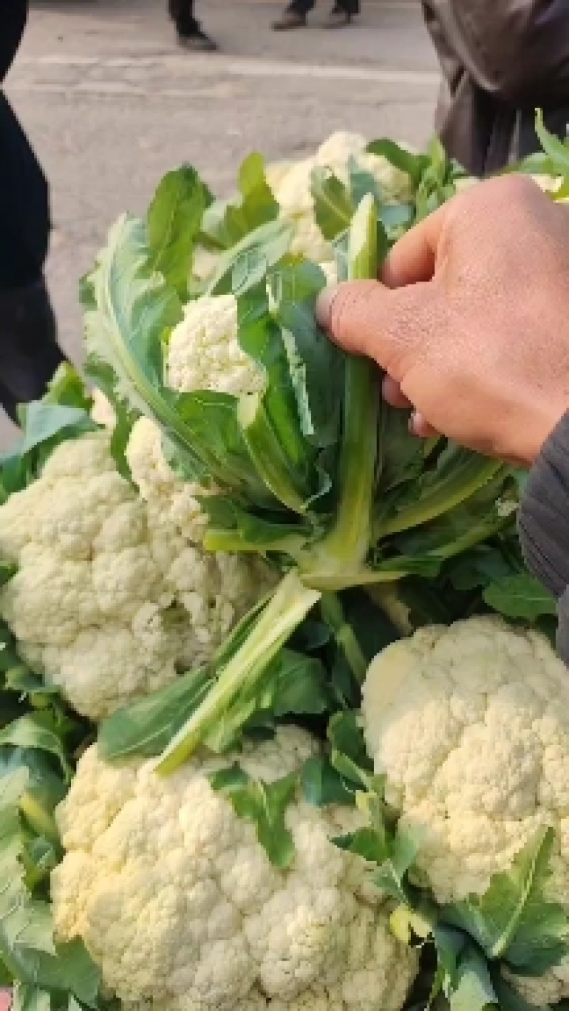 河南精品有机花菜，大量上市，可供商超电商，需要