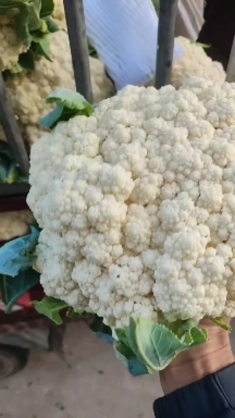 河南精品有机花菜，大量上市，可供商超电商，需要