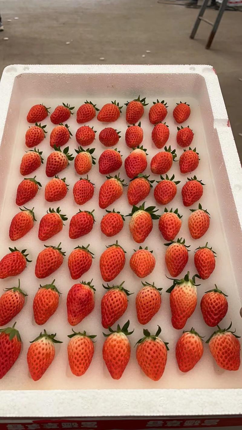 甜宝草莓苗品种齐全规格齐全现挖现发保纯度成活