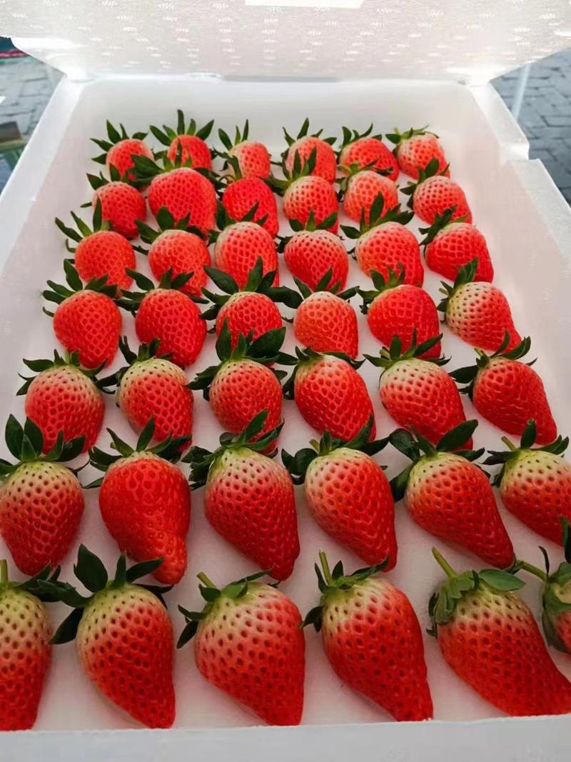 甜宝草莓苗品种齐全规格齐全现挖现发保纯度成活