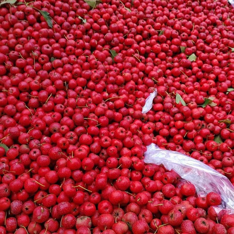 大量甜红子山楂现货价格美丽，质量杠杠的