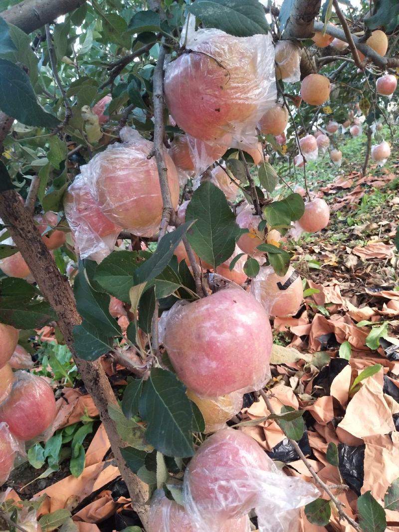 红富士苹果