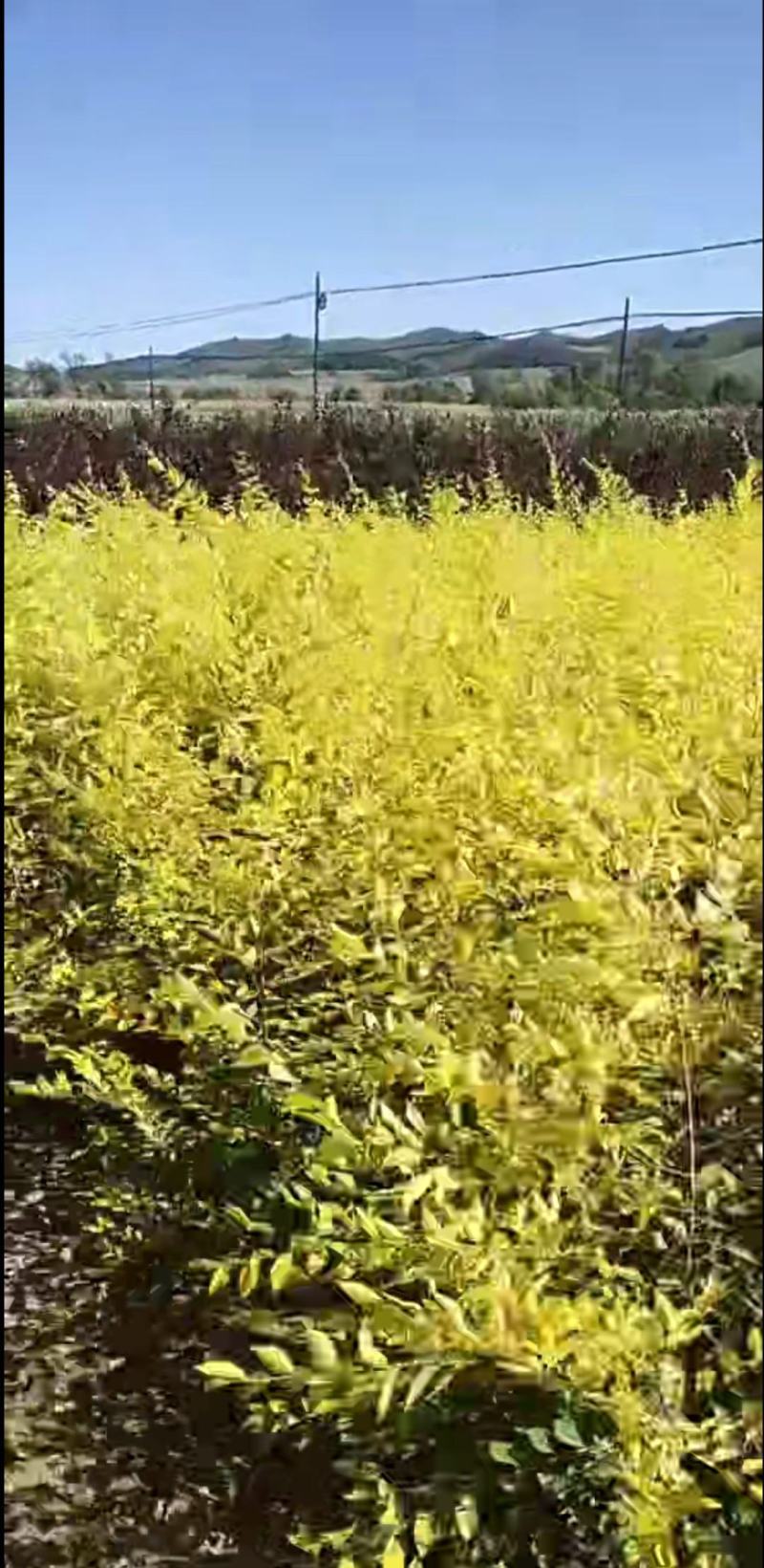 地接金叶榆