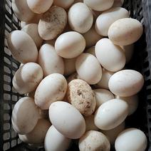 双簧鹅蛋盒装鹅蛋支持一件手续齐全欢迎选购