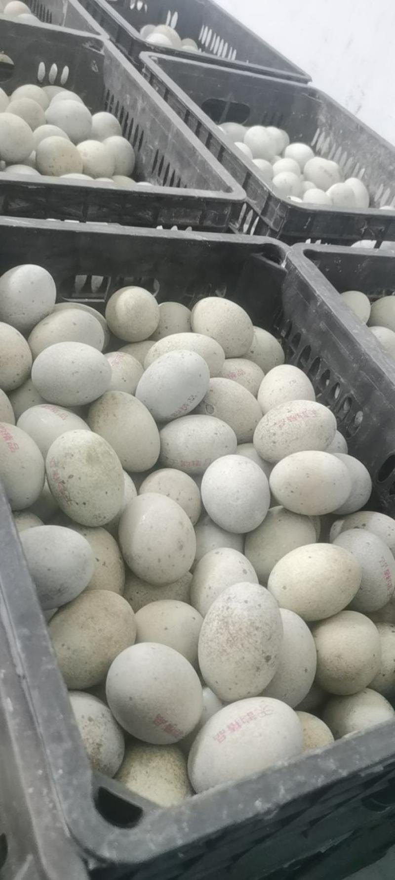 双簧鹅蛋盒装鹅蛋支持一件代发手续齐全欢迎选购
