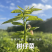 海南树仔菜品质保证产地直发价格优惠支持视频看货