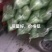 菜花