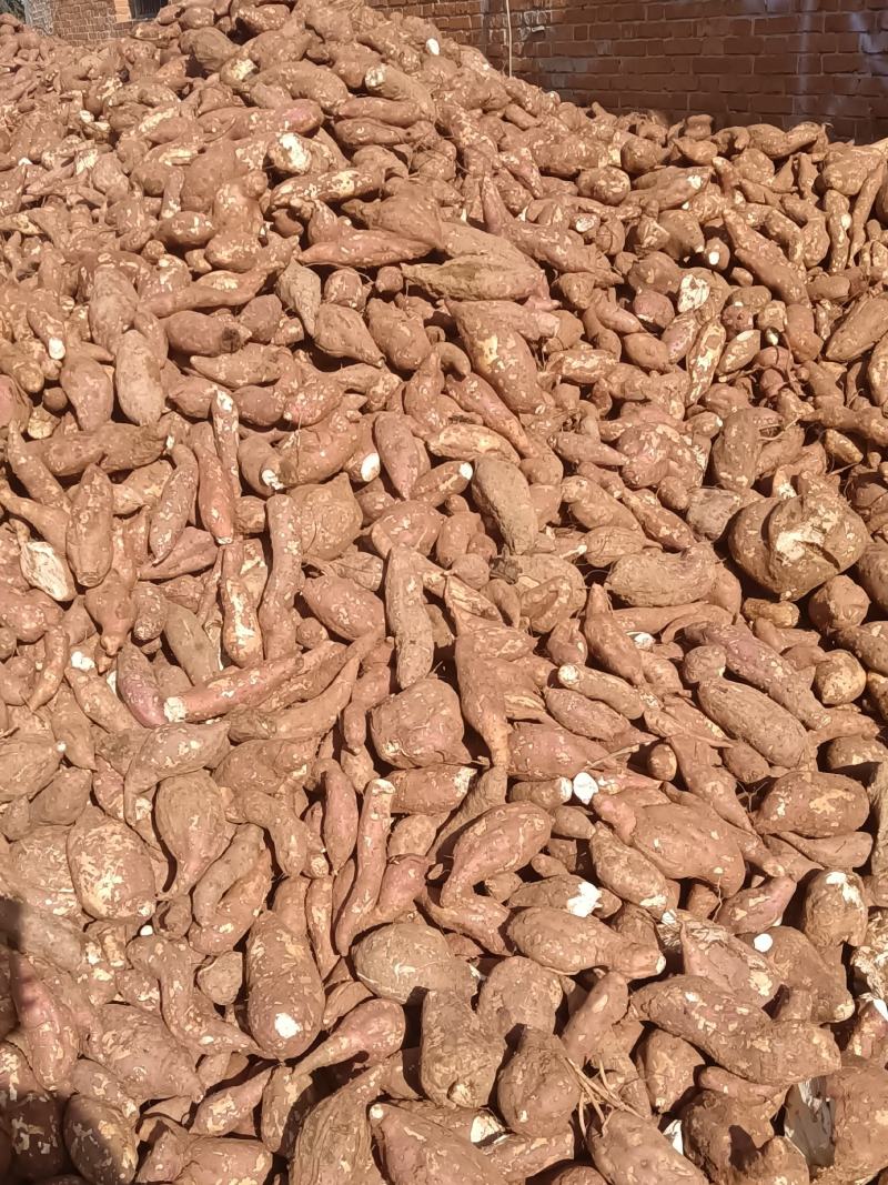 西峡县打粉术商薯19红薯，丘陵地带，出粉高欢迎来电