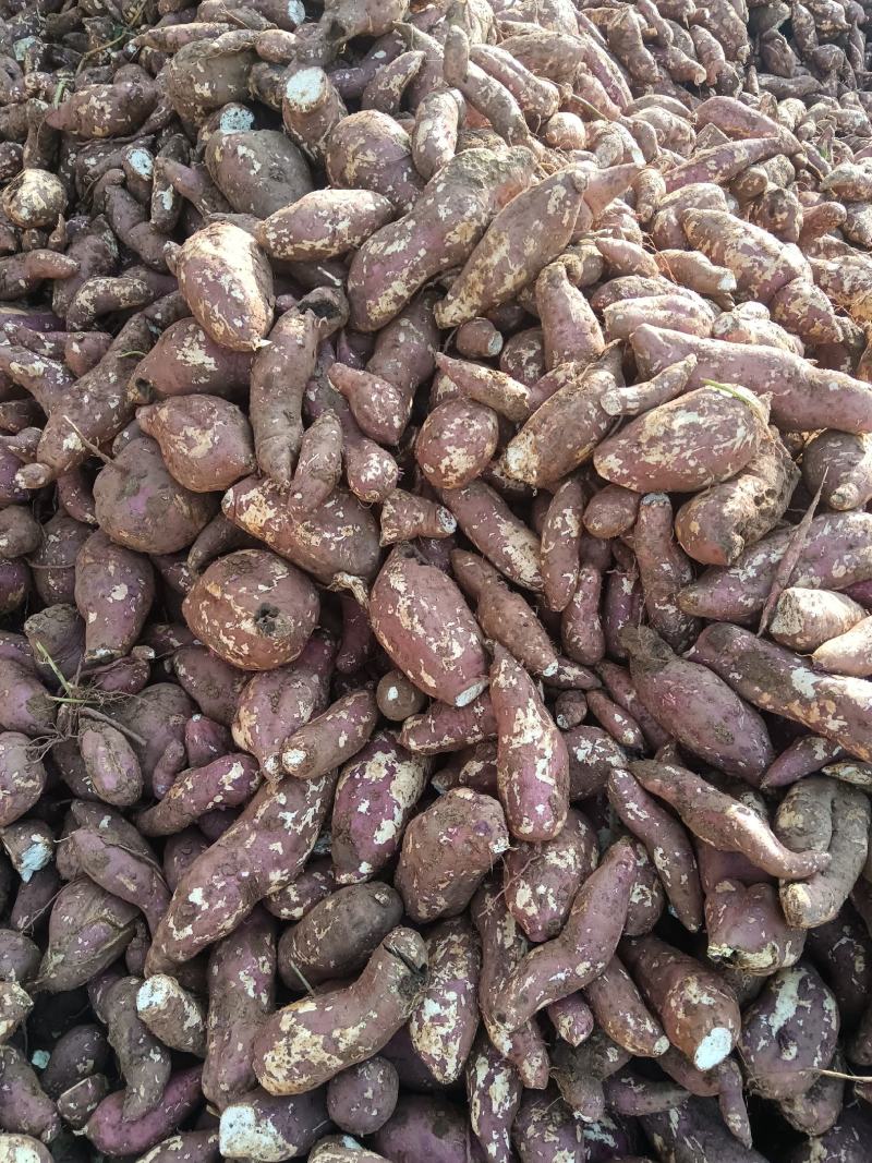 西峡县打粉术商薯19红薯，丘陵地带，出粉高欢迎来电
